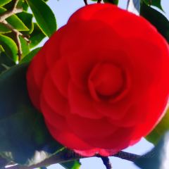 Jiahuabingwu (jinseguangchang) User Photo