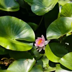 獨一處草堂張用戶圖片