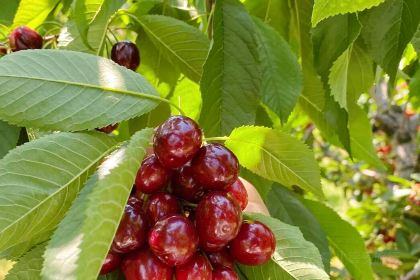 加油站黄牛肉馆