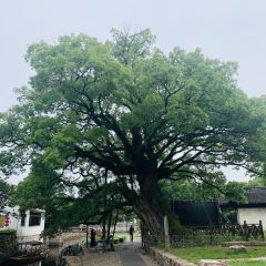 無錫魯能萬豪飯店·萬豪中餐廳張用戶圖片