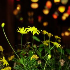 春山外精品汤屋度假酒店·悦食餐厅 여행 사진