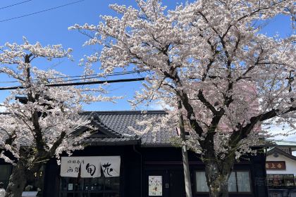 Menchuubo Ajisai Main Branch