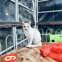 Zijingnongzhuang User Photo