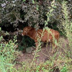 左家村休闲农庄 User Photo