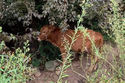 左家村休闲农庄
