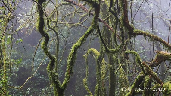 Ailao Mountain National Nature Reserve