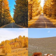 村里香农家菜 User Photo