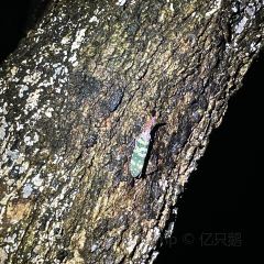 天后宫颜十五酸粉店(南街店) User Photo