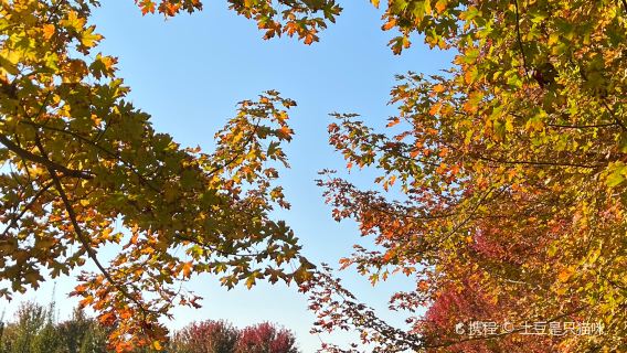 Xuzhou Red Maple Forest Park