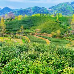WEN XIN CHA ZHUANG YUAN User Photo