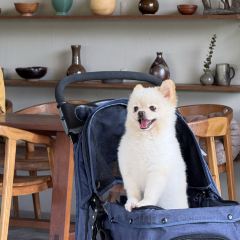 Serene House Cafe User Photo