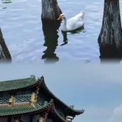 杞兴东莞烧鹅(石井路店) User Photo