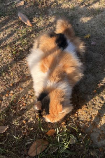 訪客 相鐵FRESA INN 銀座七丁目優惠