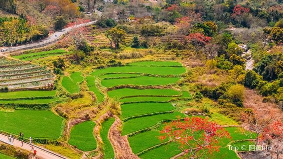 Kapok Observation Deck