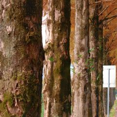 小竹林 여행 사진