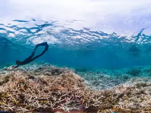 Palolo Deep Marine Reserve