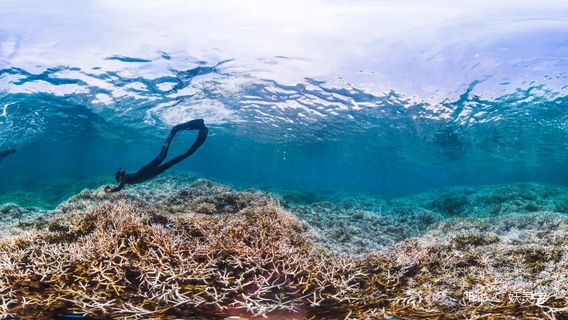 Palolo Deep Marine Reserve