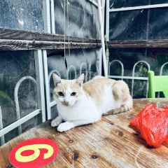 Zijingnongzhuang User Photo