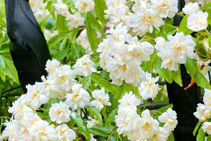 乐事多汉堡(辰华丽都苑店)