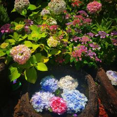 Manor Blanc User Photo