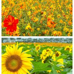 听花谷餐厅 User Photo
