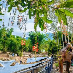 罗浮山天然谷(那里花开店) User Photo