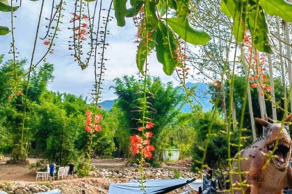 罗浮山天然谷(那里花开店)