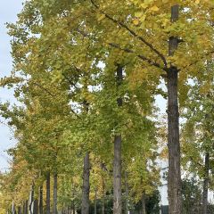 袁姐萝卜饺子(中山路店) User Photo