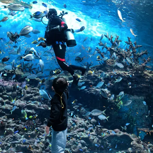 Killer Whale Theater