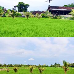 Bebek Joni Restaurant User Photo