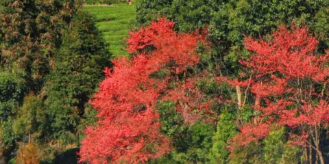 台緣山莊櫻花園（百福園）
