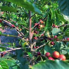 Torch Coffee 炬点咖啡 User Photo