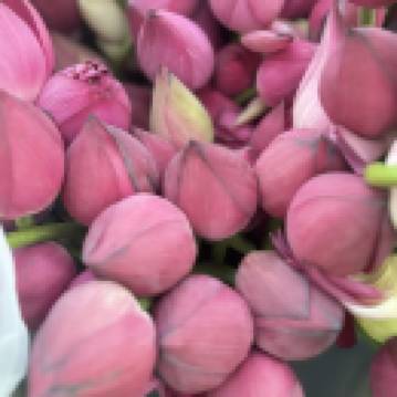 Huifeideyuerbushanggou