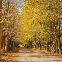 Zhan yi gong shi la zi Chicken (zhan yi) User Photo