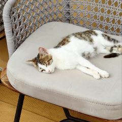 丙中洛雲野·見江·coffee 咖啡館張用戶圖片