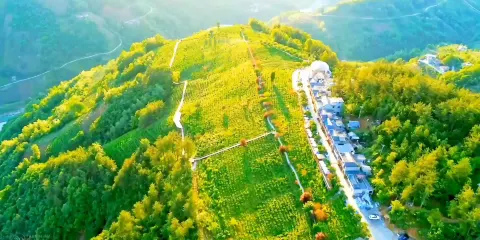 紫陽富硒茶（紫陽春茶業）