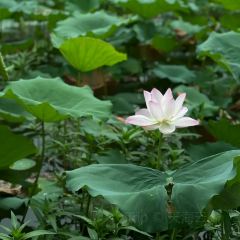 luckincoffee瑞幸咖啡（華貿大廈店）張用戶圖片