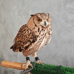 Boomah, The Owl Café User Photo