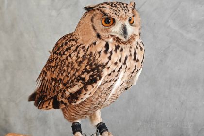 Boomah, The Owl Café