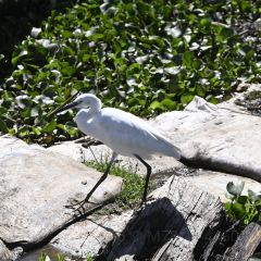 레이크 나이바샤 컨트리 클럽 여행 사진