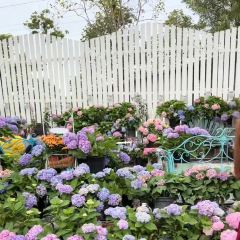 海如的花園張用戶圖片