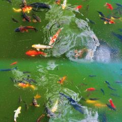 葫芦古镇田园风情酒店·餐厅 User Photo