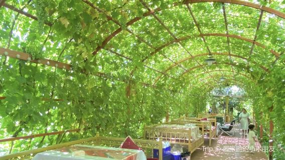 Azihan Fig Ecological Garden