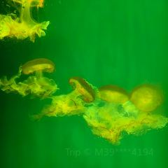 九里羊汤馆(鼓楼园林店) User Photo