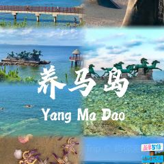 海岛日记(养马岛店) User Photo