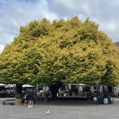 Eichardt's Grille User Photo