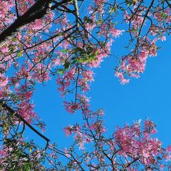 講口緣腸粉張用戶圖片