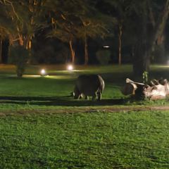 레이크 나이바샤 컨트리 클럽 여행 사진