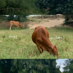 阿象肠粉 User Photo