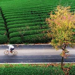 徐记煨盐鸡 User Photo